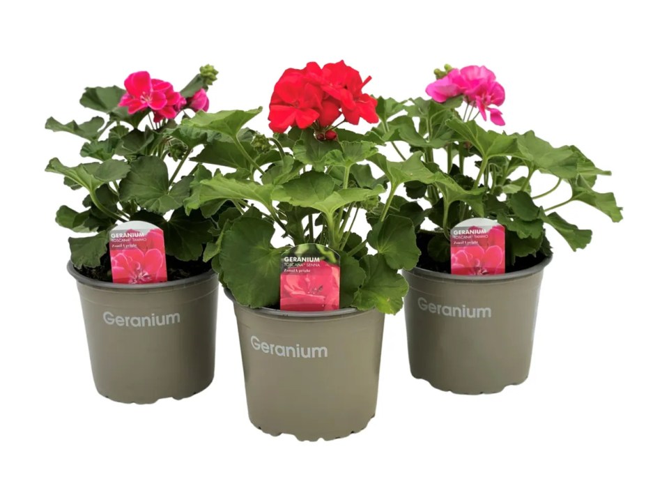 Three potted geraniums in pink, red, and fuchsia.