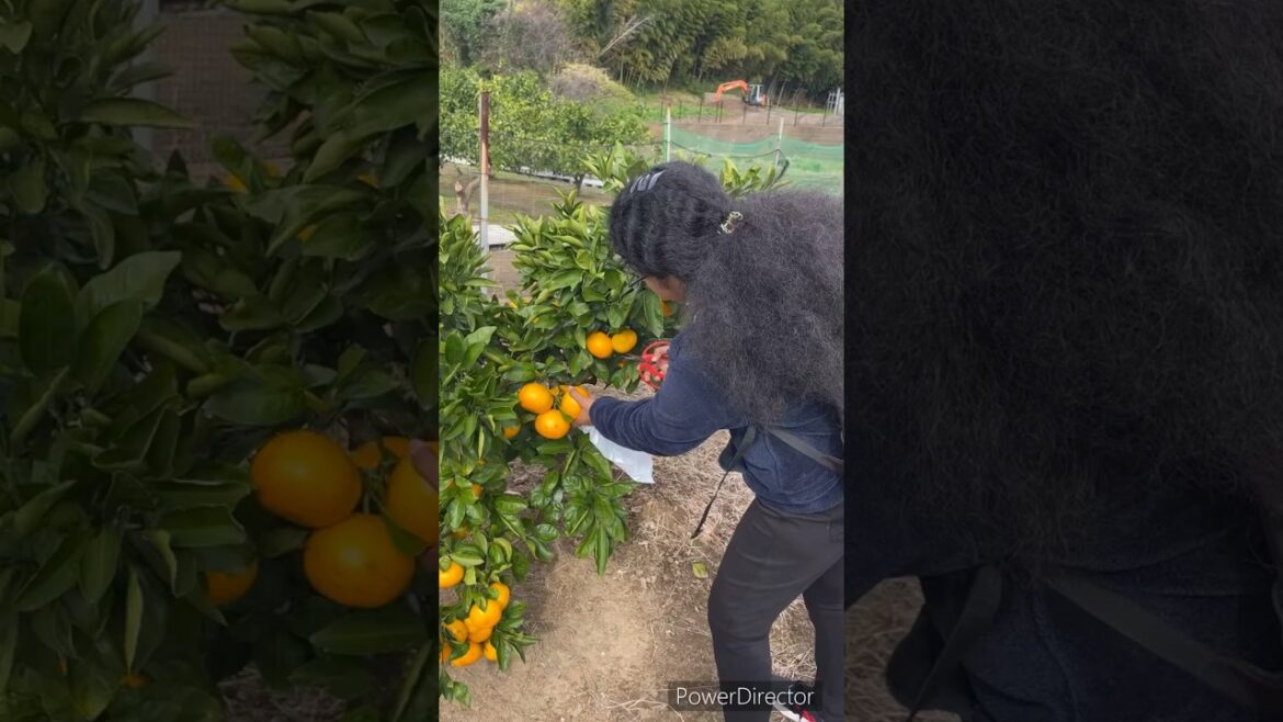 Fruit picking in JAPAN | Indian in Japan #japan #garden #travel#food#gardening # Fruit picking in JAPAN | Indian in Japan #japan #garden #travel#food#gardening #