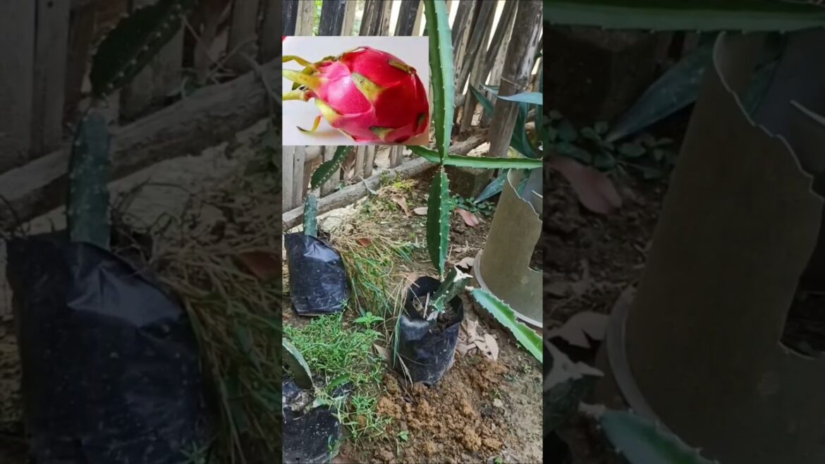 Dragon fruit plants//Farming