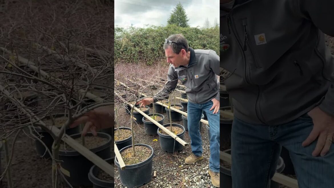 Crimson Princess Japanese Maple!