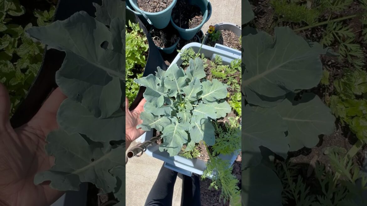 Its food growing season🥰 #gardener #growingfood #containergarden #broccoli #plant #growbags Its food growing season🥰 #gardener #growingfood #containergarden #broccoli #plant #growbags