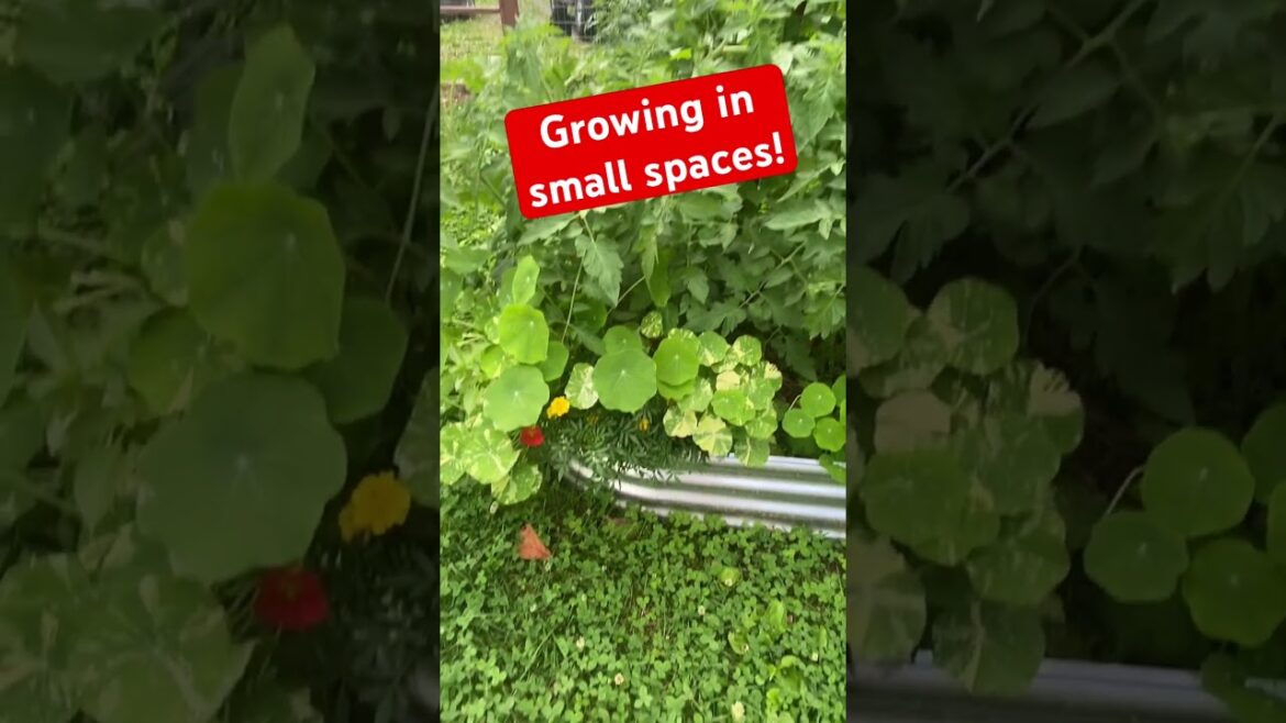 Growing Vegetables in Small Spaces! Homestead | #homestead #shorts #youtubeshorts -#gardening