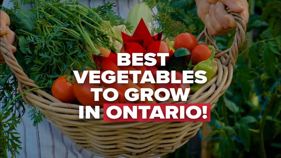 Best Vegetables to Grow in Ontario 🌱 | Van Beeks Landscape Supply Best Vegetables to Grow in Ontario 🌱 | Van Beeks Landscape Supply