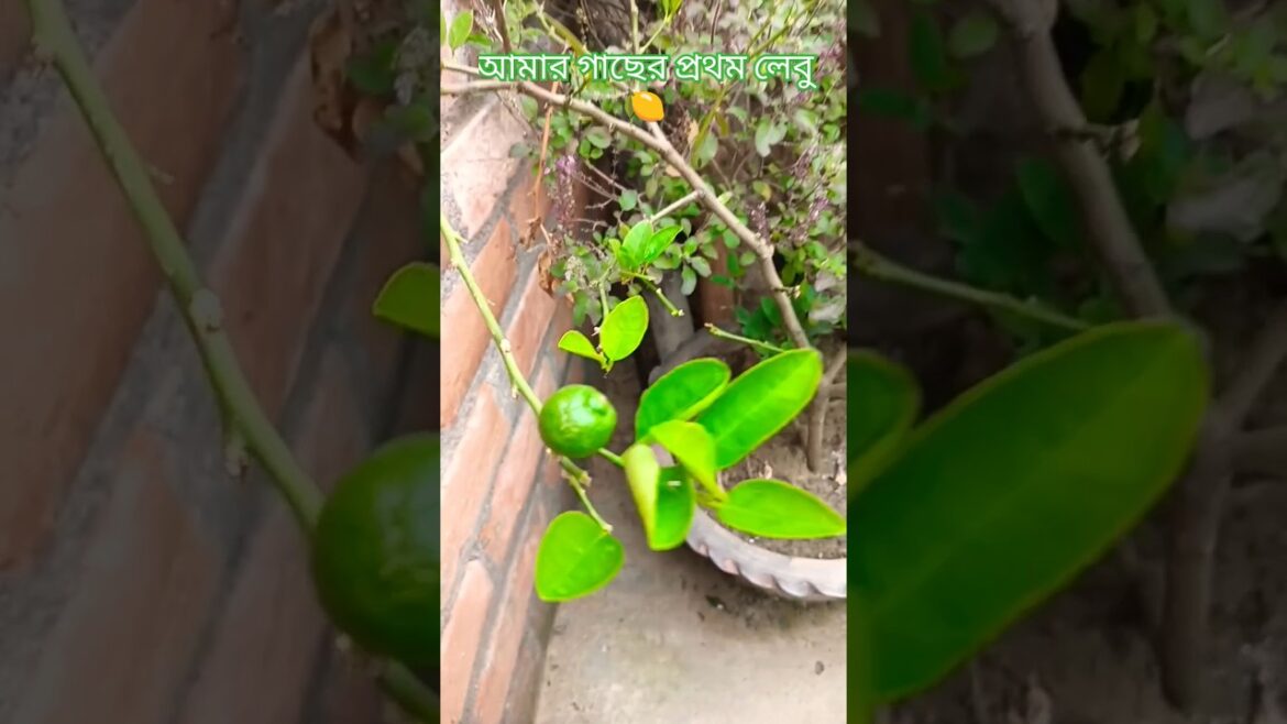 আমার গাছের প্রথম লেবু🍋 #shortsviral#ytshorts#garden #shorts#plants#subscribe#lemon plans#vlog🍋🍋🥰🥰...