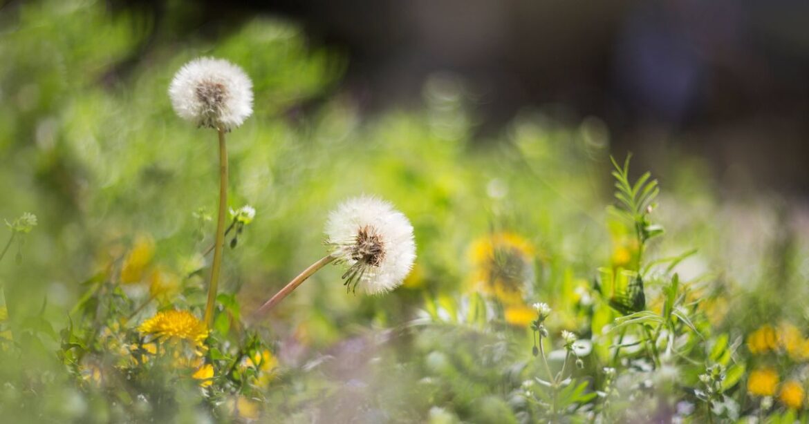 Gardeners urged to use ‘better than vinegar’ household item to banish weeds Ipso logo