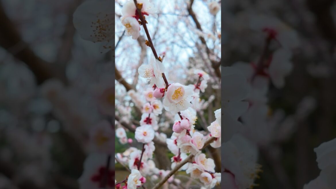 Walking through Tokyo Japan