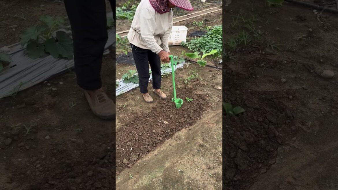 Agricultural Seedling Planter #Seedling Planter #Agricultural Tools #VegetablePlanting #agricultural