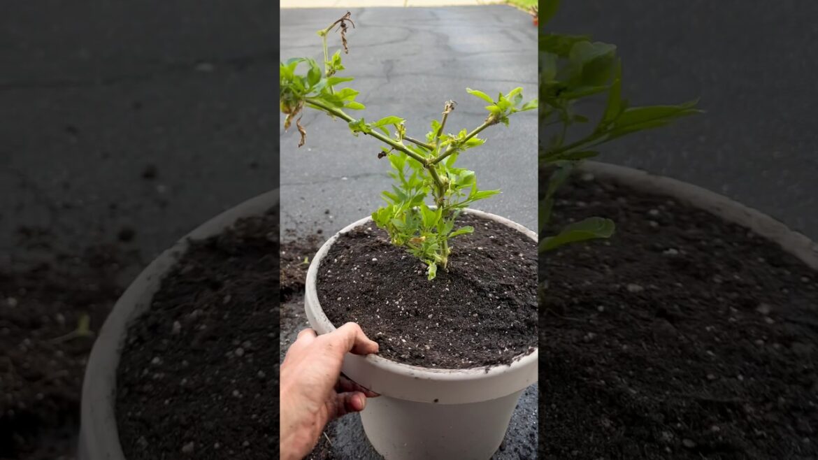 Repotting an Overwintered Pepper Plant. #gardening #vegetablegardening #pepperplant