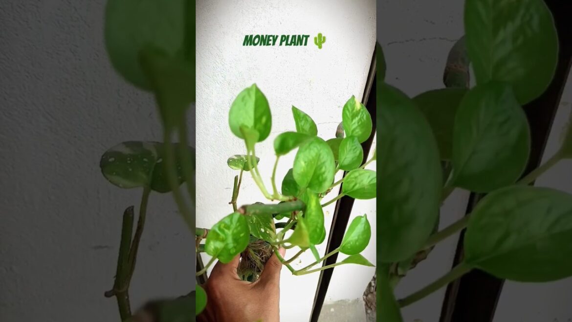 #joelroyvlogs #gardeningtips #gardening #gardenplants #gardener #moneyplant #joelroyvlogs #gardeningtips #gardening #gardenplants #gardener #moneyplant