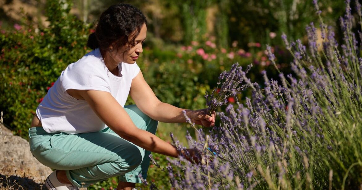 Gardeners issued lavender pruning warning and told to leave one part alone Ipso logo