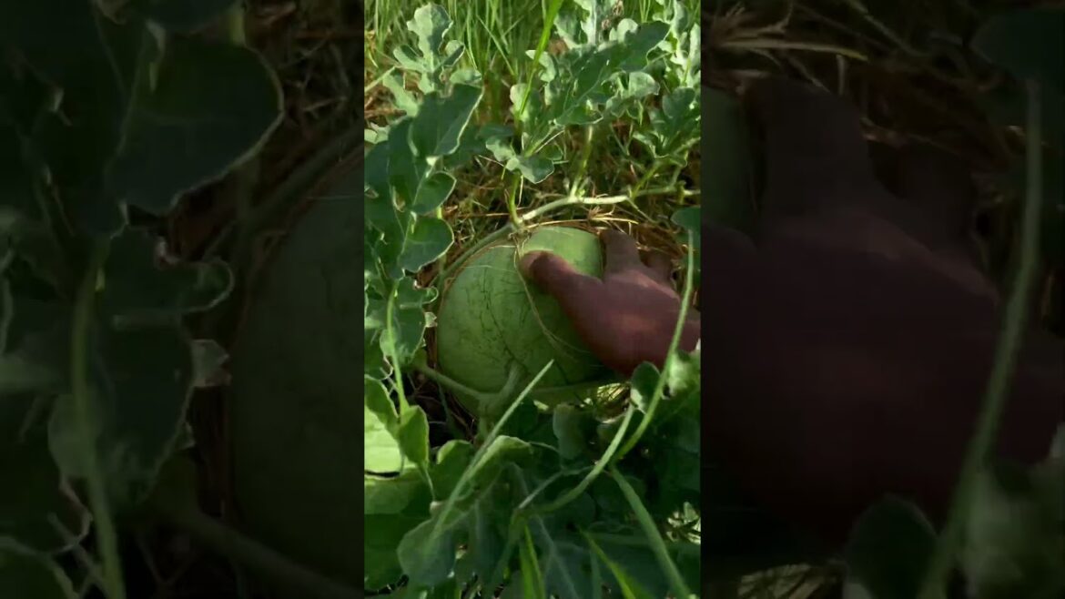 GARDENING/ Grow some food / Rainy season / Backyard gardening / #garden #gardening