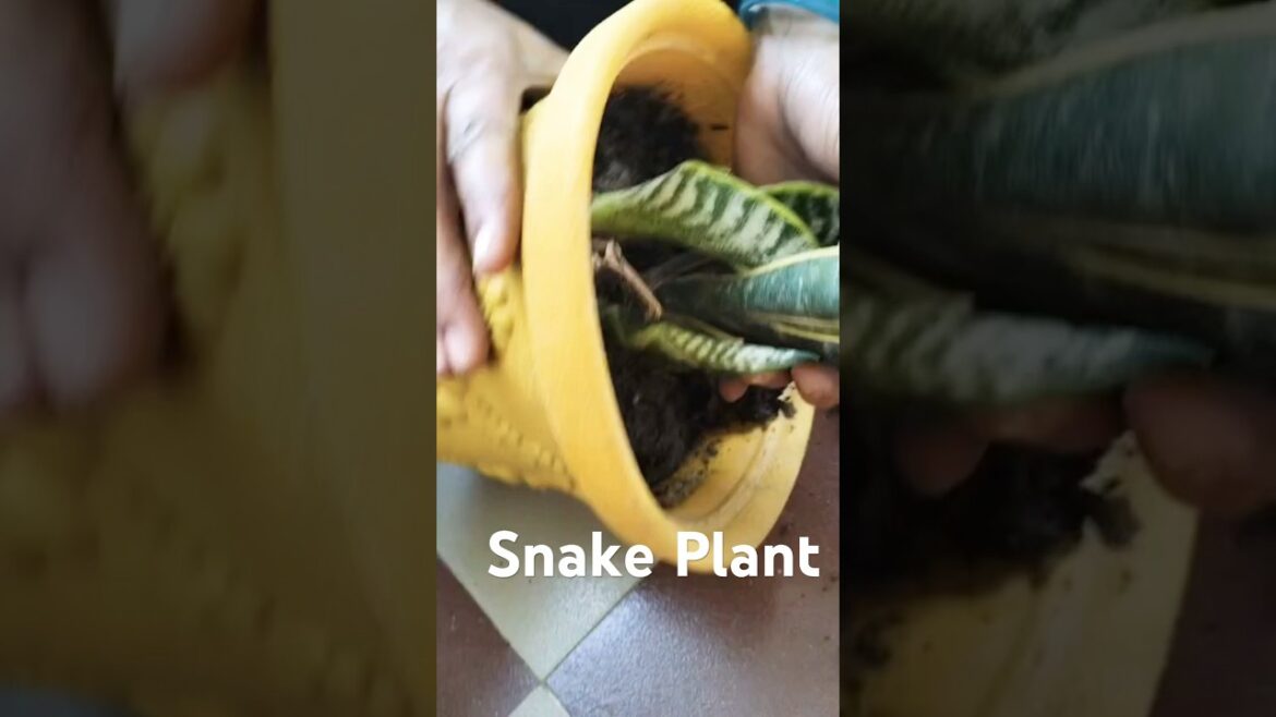 Repotting of snake plant #gardening #plants #shorts
