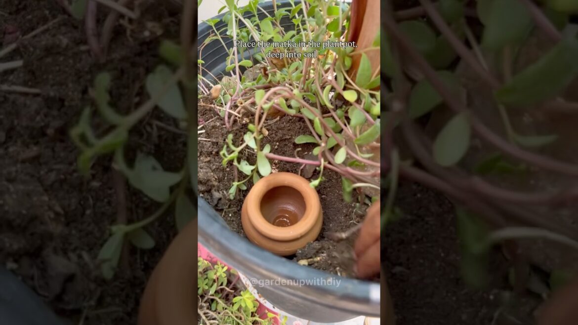 Thanks for 9.3 Million views Save plants in summer by keeping matka fill with water in pots #shorts Thanks for 9.3 Million views Save plants in summer by keeping matka fill with water in pots #shorts