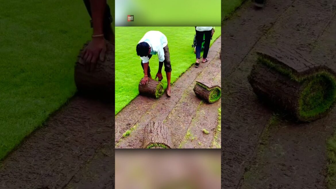 Why Are They Growing Carpet Grass Why Are They Growing Carpet Grass