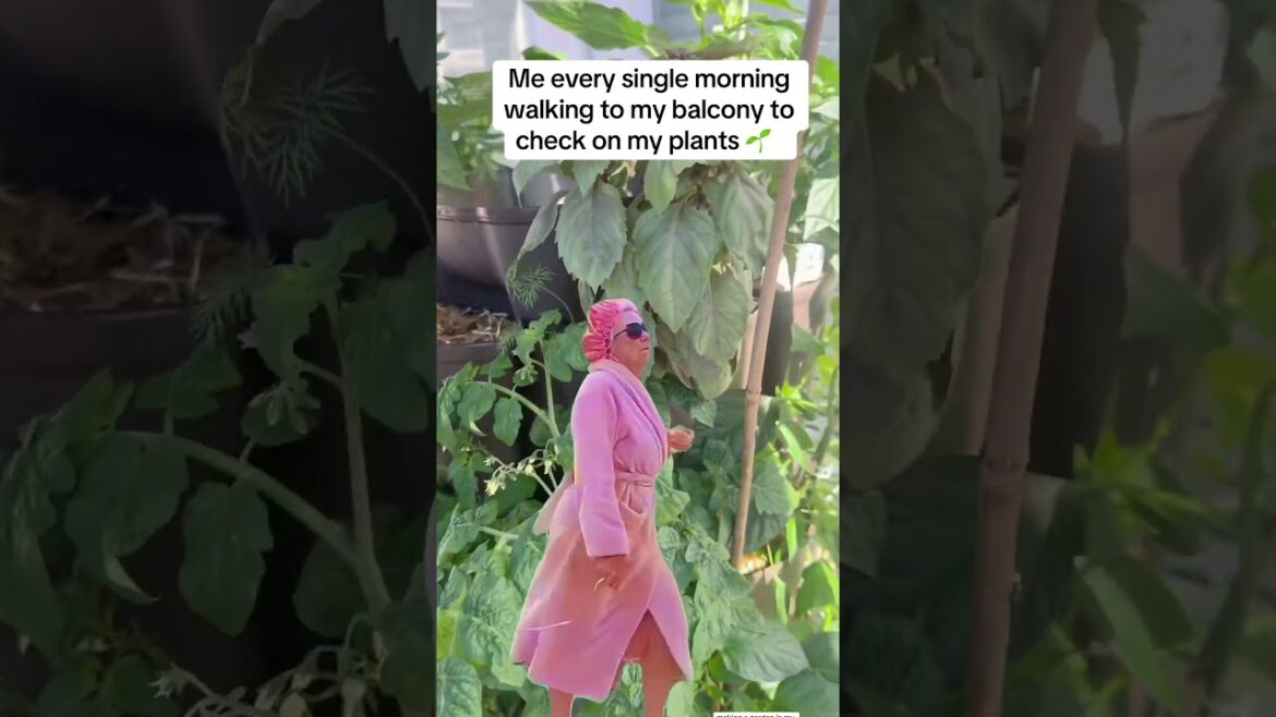 Every single morning 🤣🤦🏾‍♀️👏🏾 #balconygarden #garden #ihavethisthingwithplants #gardendesign