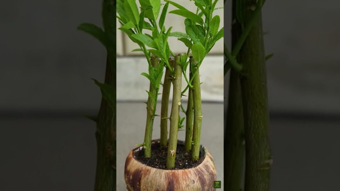 Grow Lemon Trees from Cuttings FAST π Genius Hack #shorts Grow Lemon Trees from Cuttings FAST π Genius Hack #shorts