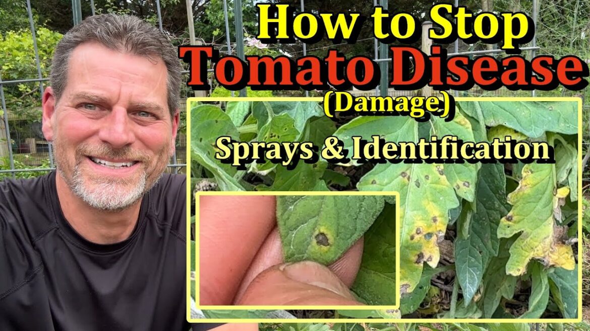 Gary Pilarchik: How to Stop & Prevent Tomato Plant Fungal Diseases (Visual Examples & 4 Sprays) How to Stop & Prevent Tomato Plant Fungal Diseases (Visual Examples & 4 Sprays)