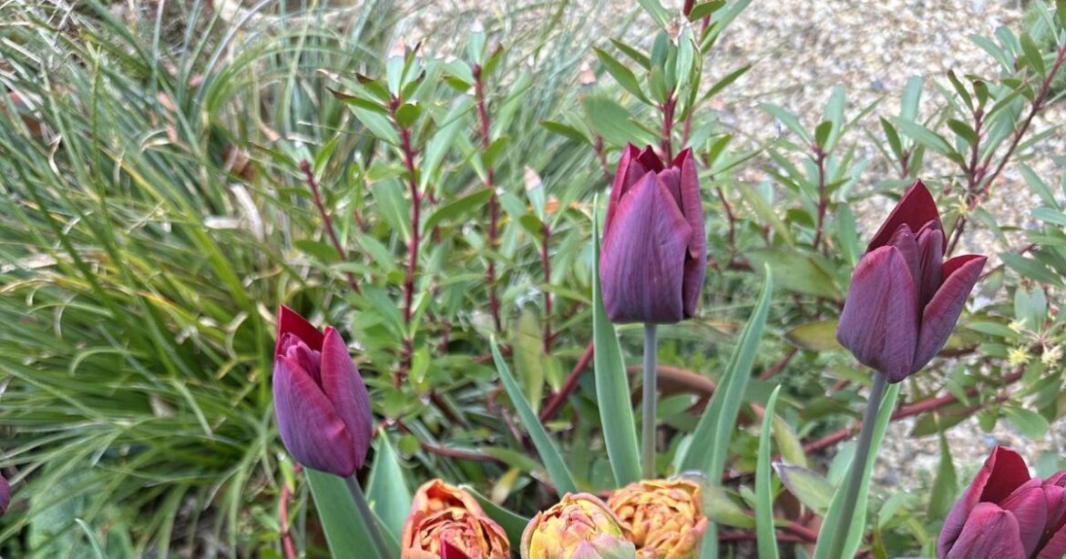 Norfolk School of Gardening opinion: A gardener’s holiday Norfolk School of Gardening opinion: A gardener's holiday