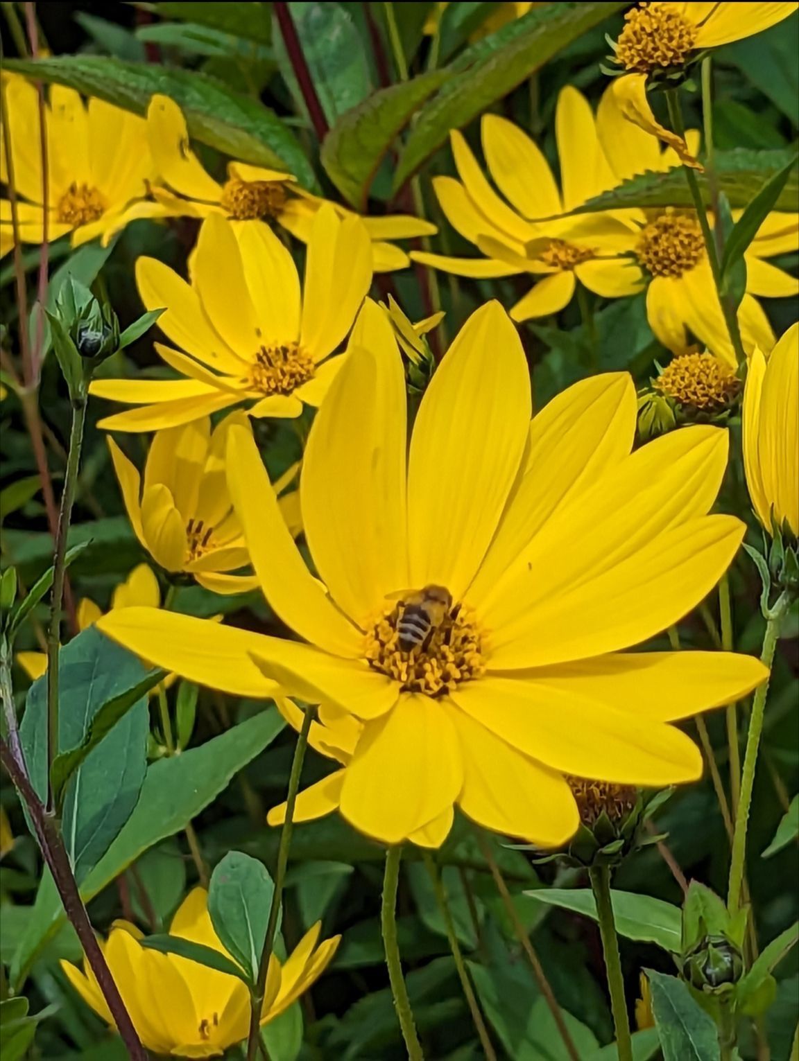 Collecting pollen by Lisa Lacking