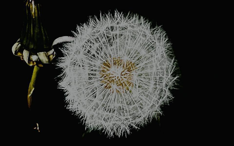 Dandelion clock by Carly Jo Curbishley