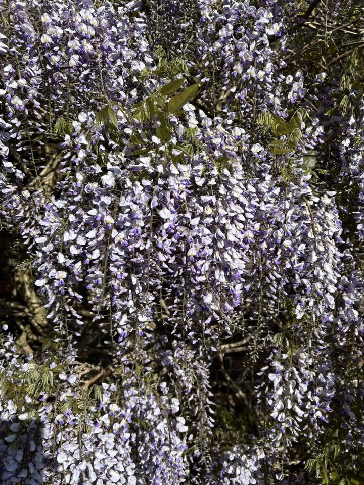 Wisteria by Susie Schmidt