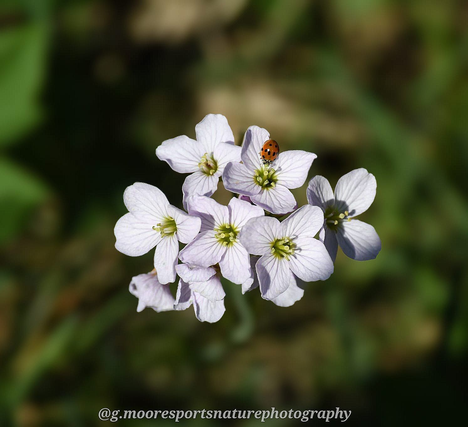 Cuckoo flower, Knights Grange by Gary Moore