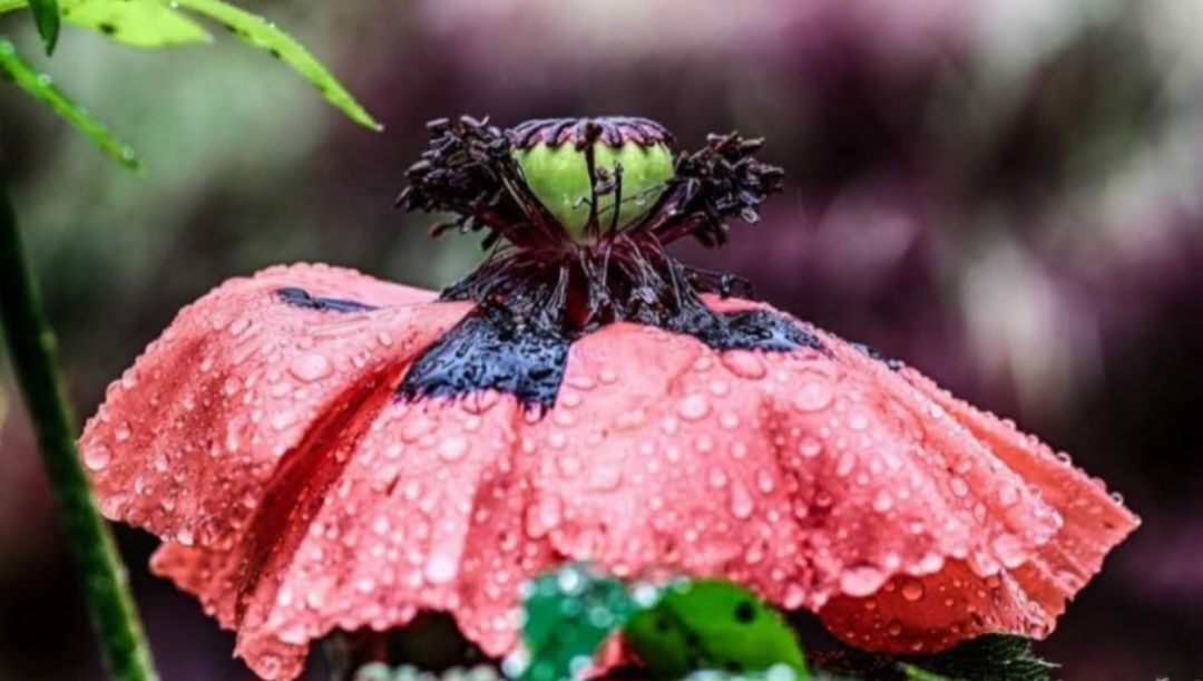 Poppies after the rain by Donna Maria Long