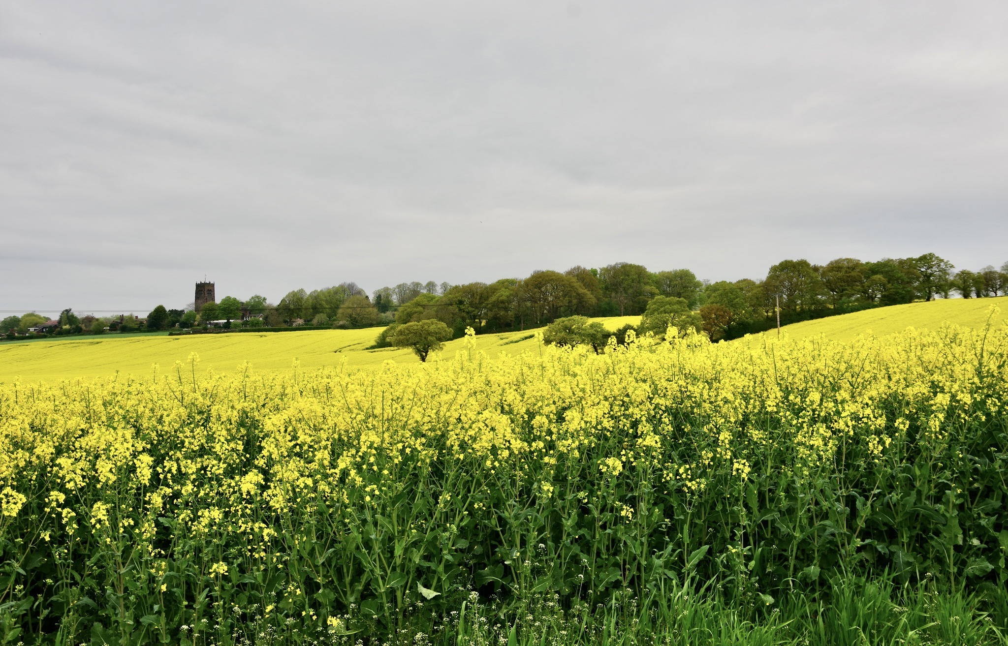 Rape seed by Terry Gregory
