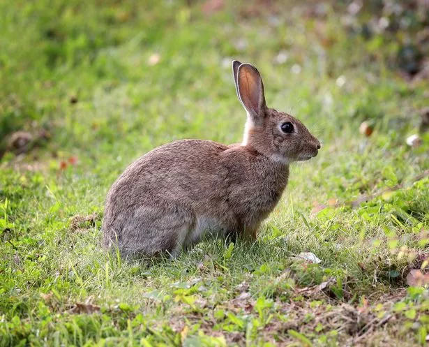 Photo of a wild grey rabbit on a green field.
