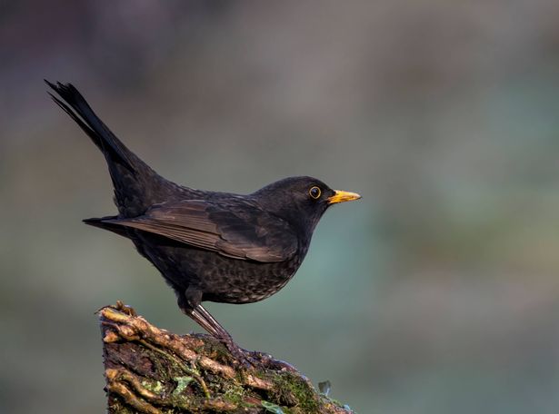 Frequently seen in your garden, and when this bird sings
you know there is a happy birdsong.. loud and wonderful.
the male is black with a yellow beak,
The Blackbird is one of the most common birds in your garden in the UK