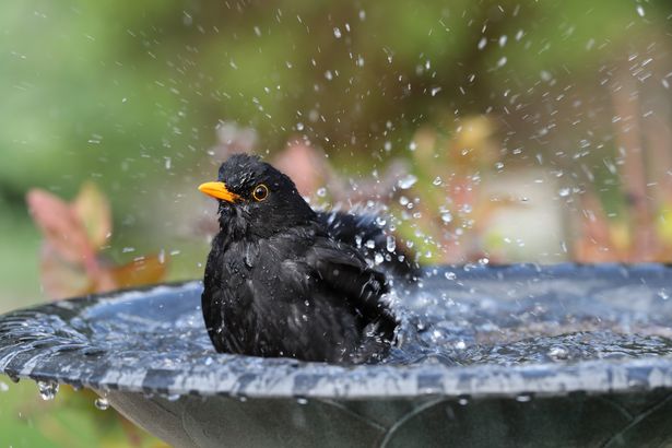 Close up of a male Blackbird enjoying a wash in a bird bath