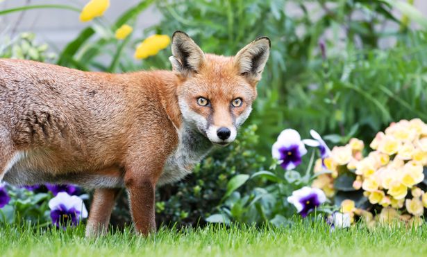 Close up of a red fox