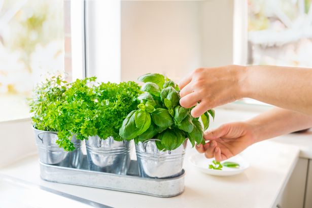Woman's hand picking basil leaves from plants on her windowsill