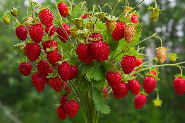 Everbearing strawberries in the garden