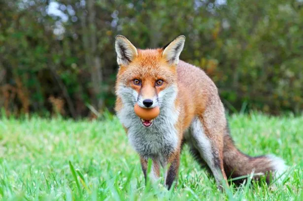 Red Fox. Fox has a chicken egg in it's mouth and is looking directly at camera
