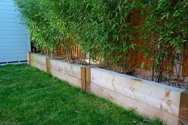 Bamboo plants in wooden sleepers 