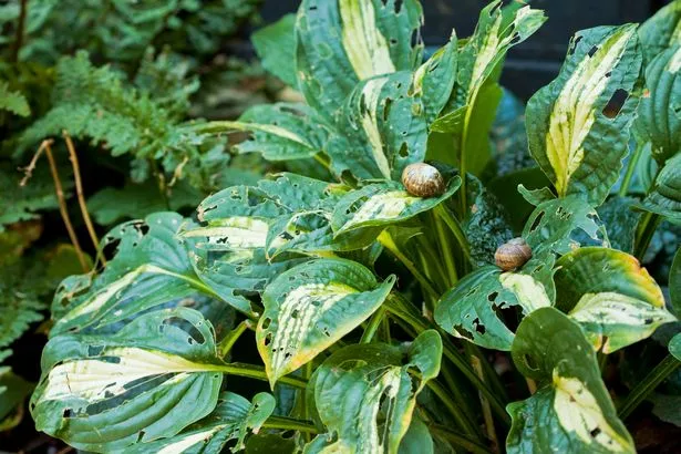 Horizontal colour image of hosta plants in a garden which have multiple holes where they have been eaten by snails