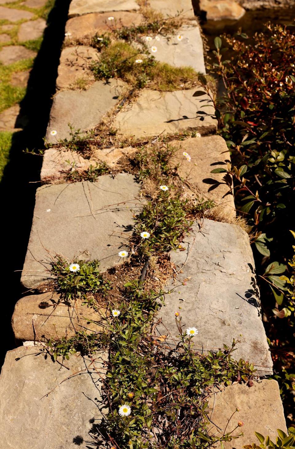 Santa Barbara daisies grow along the cracks in a stone bridge.