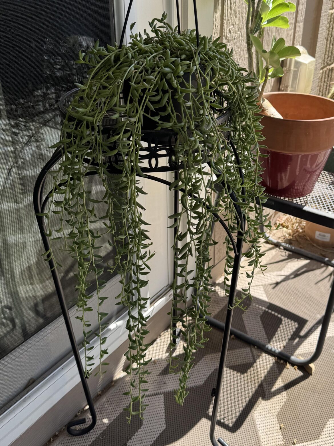 String of Dolphins in Phoenix