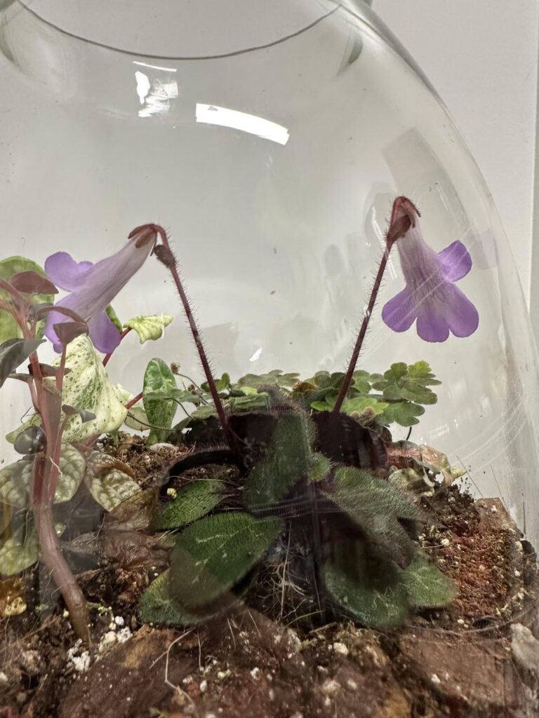 Primulina?