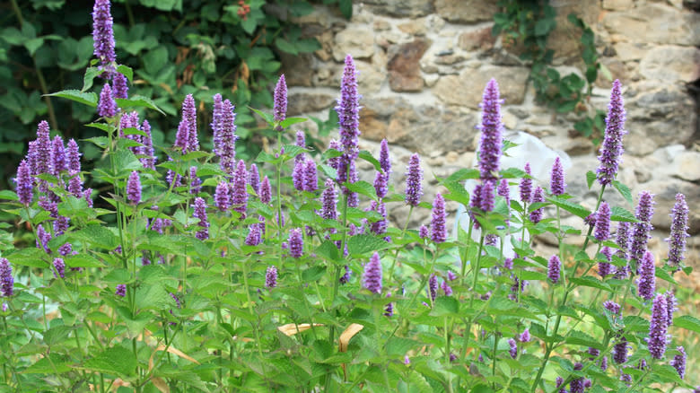 Purple anise hyssop blooming in a garden