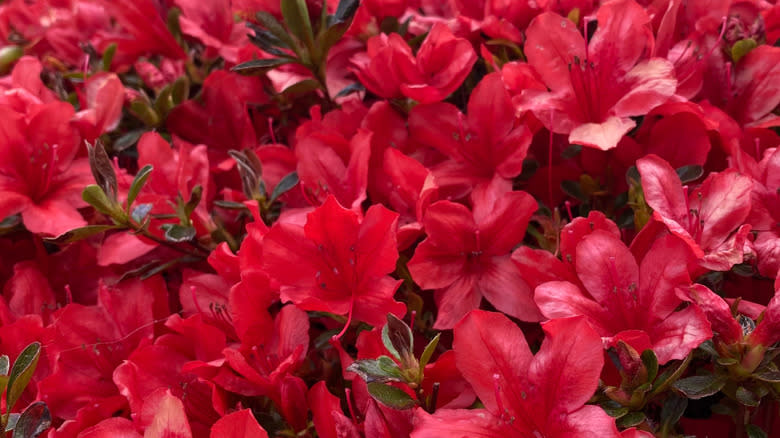A close up view of red torch azalea blooms