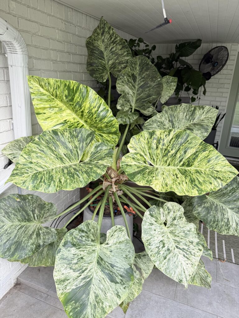 The Plant That Got Me Into Plants