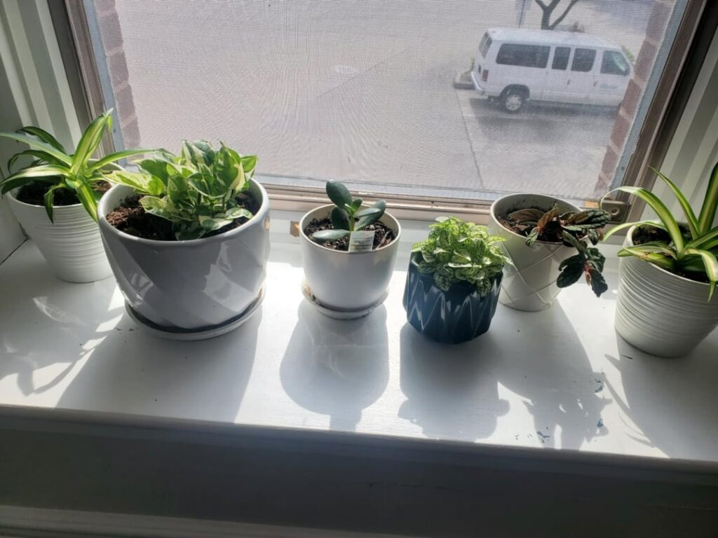 5 week plant progress, im so proud!