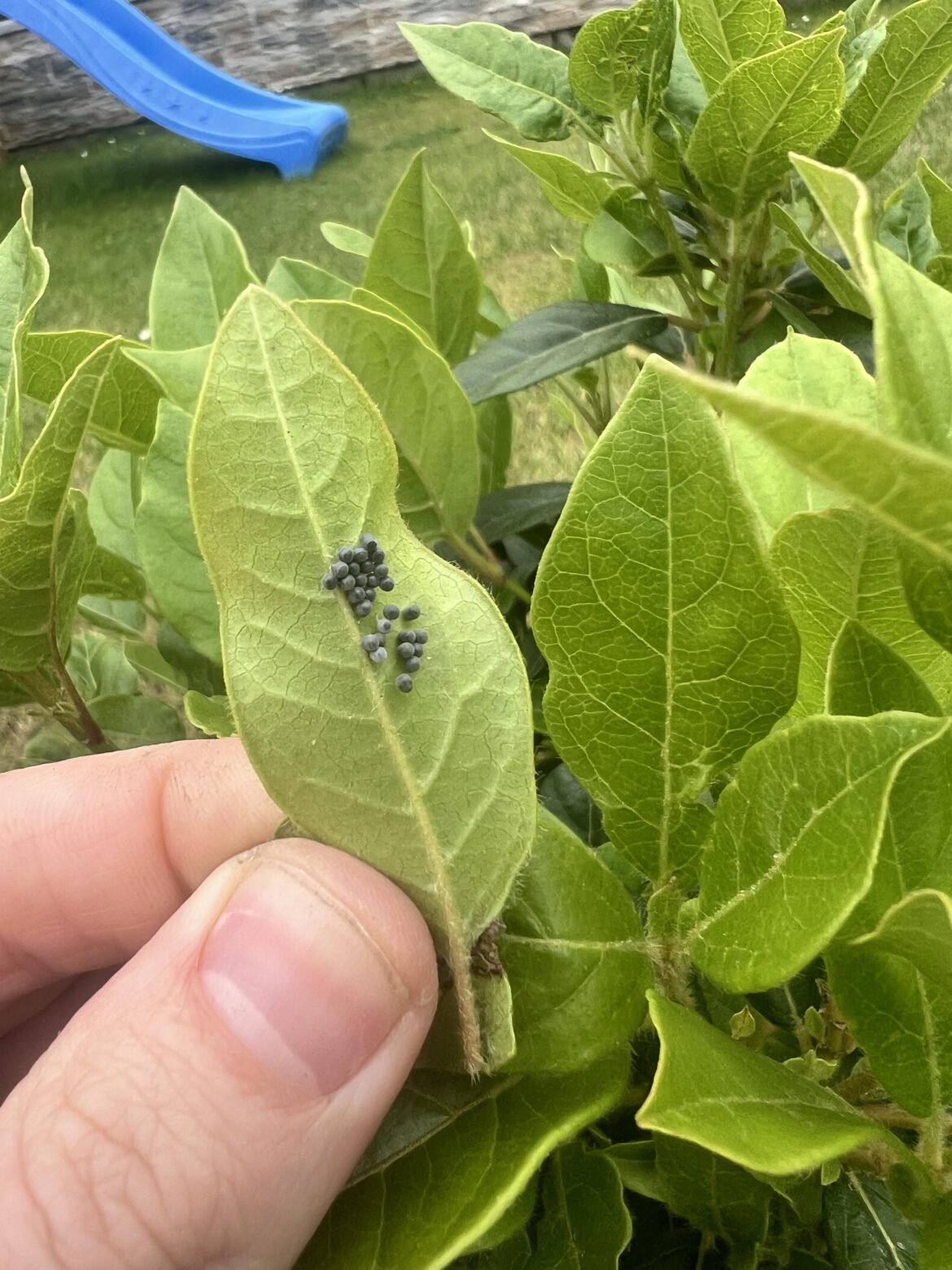 Eggs on virburnum