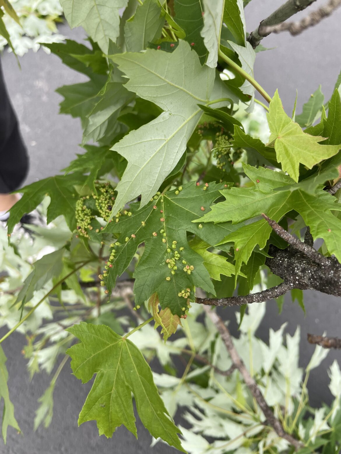Eggs on my maple?