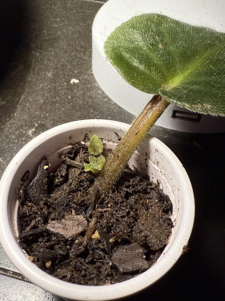 18 days later!