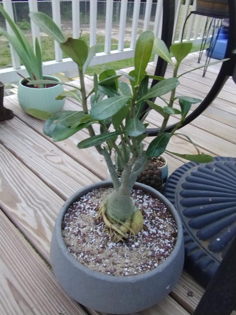 A pleasent surprise.