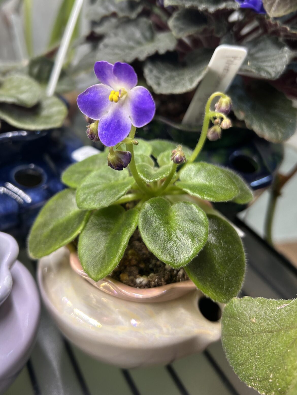 Miniature Optimara Little Omaha in an 1.5 inch diameter ceramic self-watering pot.