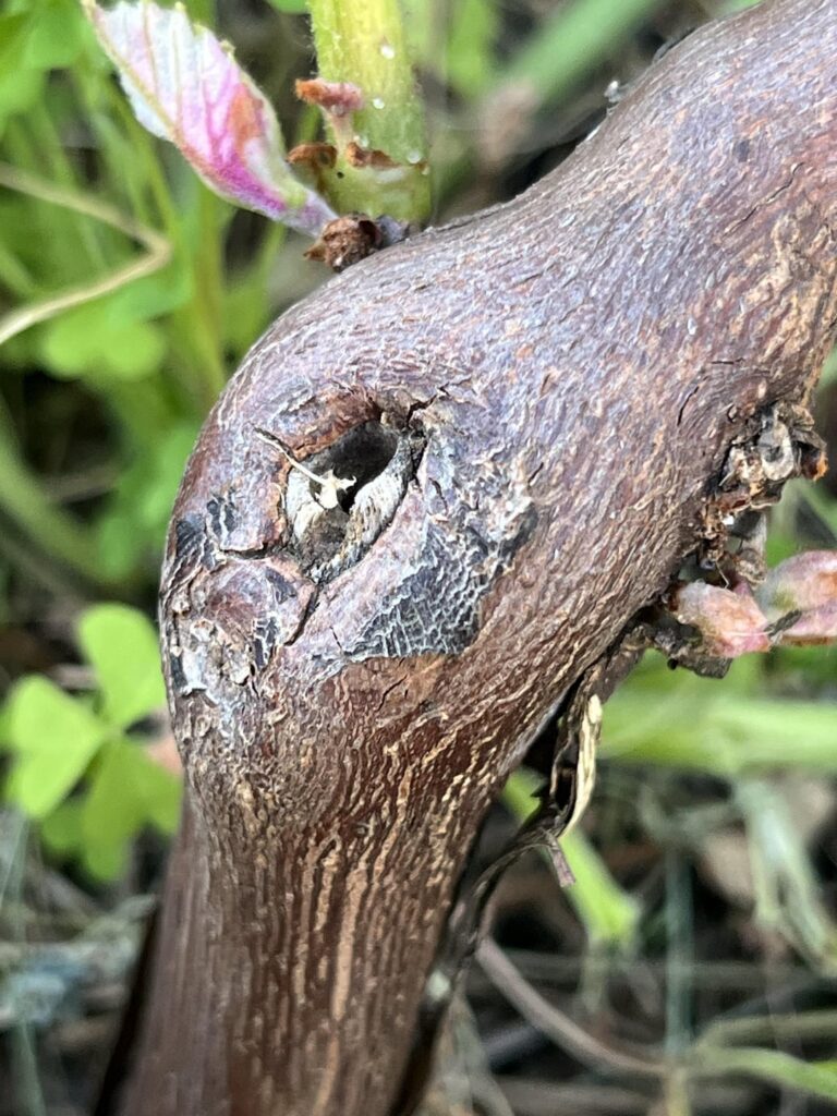 Did the rootstock take over the graft? Did the rootstock take over the graft?